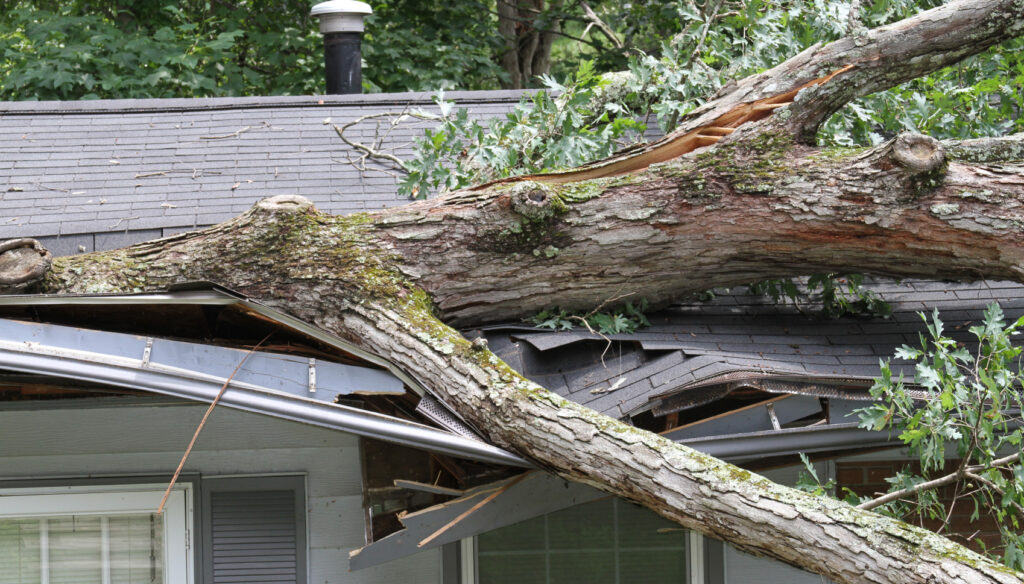 Fallen tree damage to home